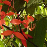 Amherstia nobilis Wall.